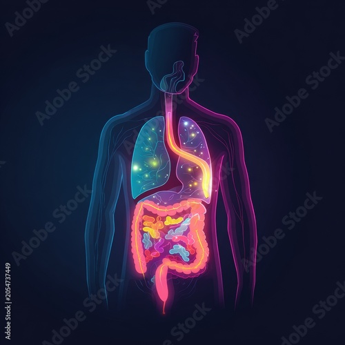 Understanding human anatomy with a focus on the digestive and respiratory systems in a colorful graphic representation