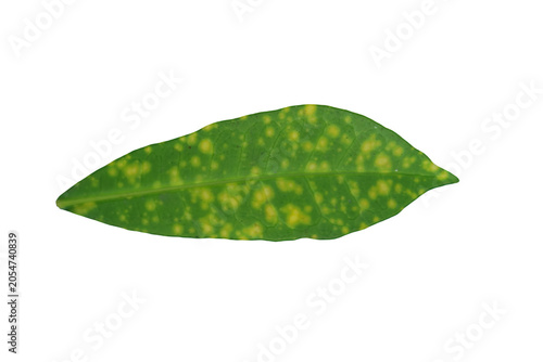 Leaf with yellow variegation on a transparent png background isolated.