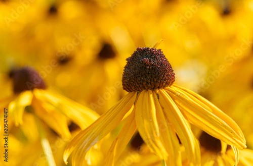 Close-up of vibrant yellow Rudbeckia flowers, also known as Black-eyed Susan, with selective focus and soft bokeh background in a sunny summer garden.
