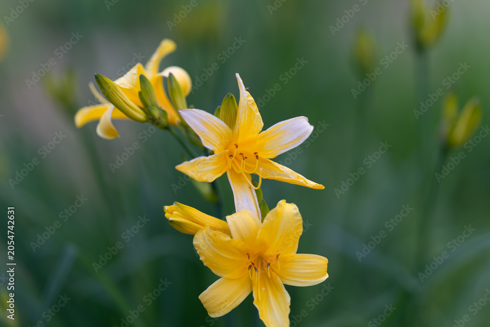 Fototapeta premium Golden daylily cluster in soft light, vertical stems and layered blooms show delicate veins and subtle dew editorial composition for summer campaigns and floral prints
