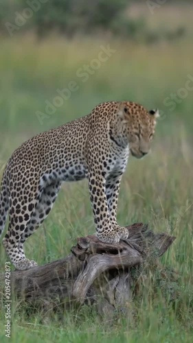 leopard in the grass