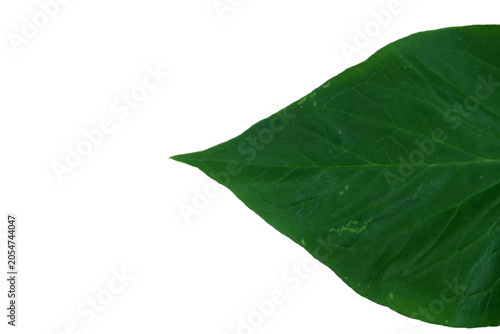 Fotografia Single dark green leaf tip macro photography detail isolated on png background