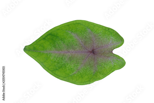 Konstfotografi Caladium bicolor leaf with pink veins isolated element on png background design