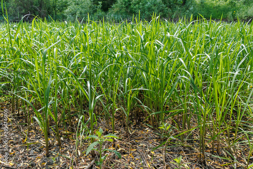 Fotografie Acorus Calamus Growing in Wetland Habitat