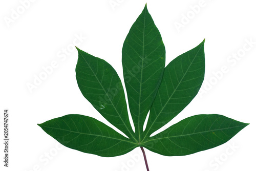 Tableau sur toile Cassava leaf with five lobes composition isolated on png background for botanical
