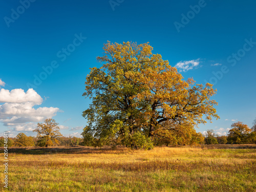 Foto Herbst in den Elbauen, große alte Eichen in den Elbauen unter blauem Himmel, Sac