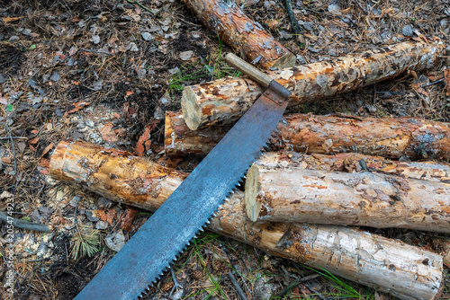 Cuadro en lienzo High angle view of a rusty retro two-man crosscut saw lying on cut pine tree log