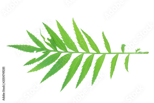 Serrated marigold leaf on png background with complex compound pinnate structure.