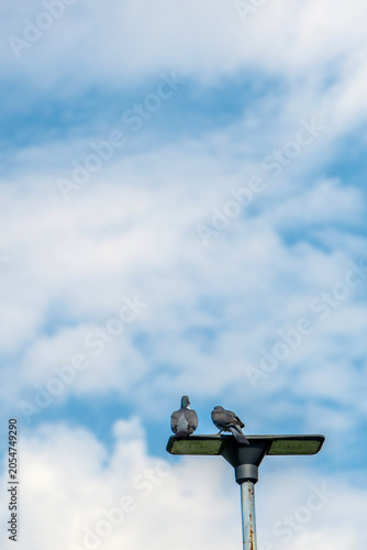 Two Pigeons on the electric post.