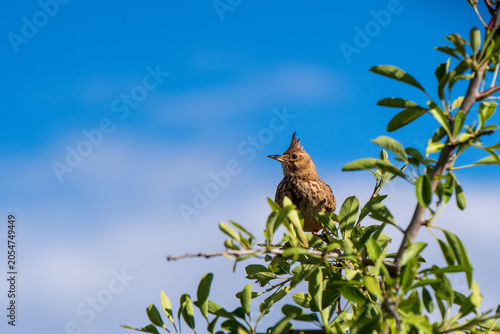Crested Lark Against the Sky.