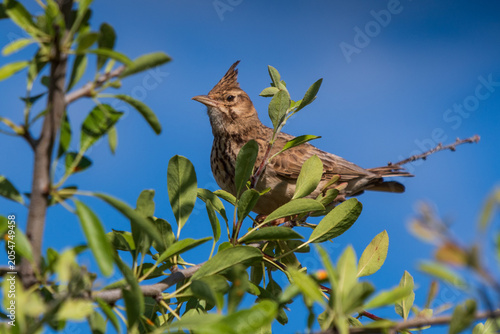 Crested Lark Against the Sky.