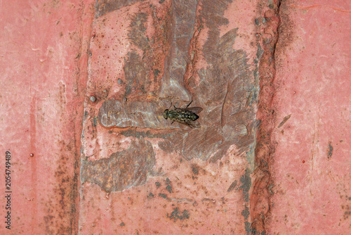 Rust and Wings.