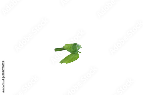 Fotografía Green okra flower bud on transparent png background, pointed sepals and stem