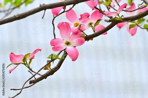 Flowering dogwood flowers. A species of Cornaceae native to North America. This tree is beautiful in early summer with its white and pink bracts.
