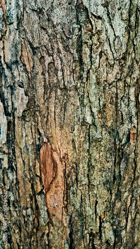 close-up photo of tree bark as background