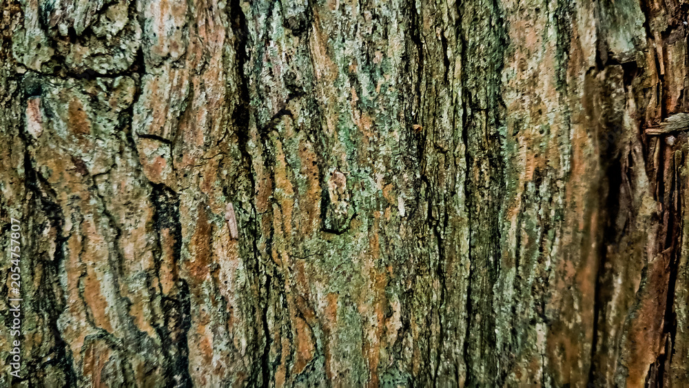Fototapeta premium close-up photo of tree bark as background