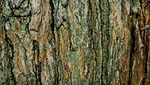 close-up photo of tree bark as background