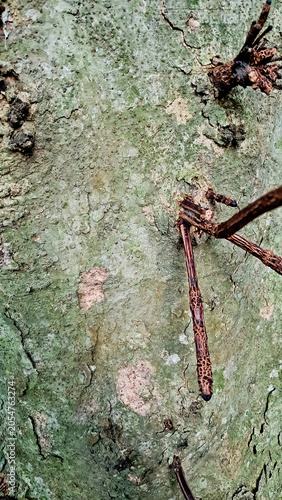 close-up photo of tree bark as background