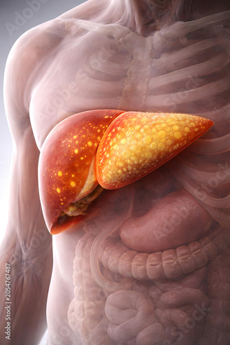 Liver anatomy torso organ digestive medical illustration human, liver anatomy inside human torso medical illustration showing digestive organ with