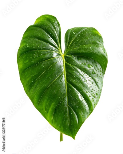 A high-resolution philodendron leaf isolated on a white background.