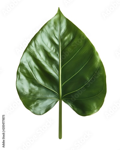 A high-resolution philodendron leaf isolated on a white background.