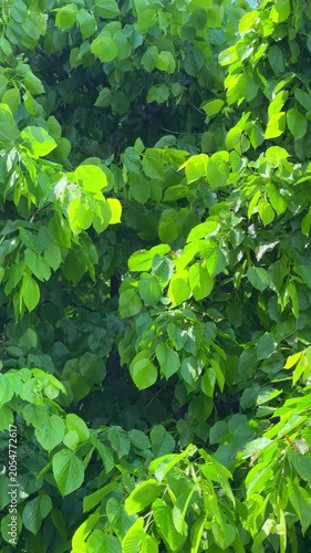 Fresh linden leaves move gently in wind under sunlight, dense green foliage background with natural greenery concept