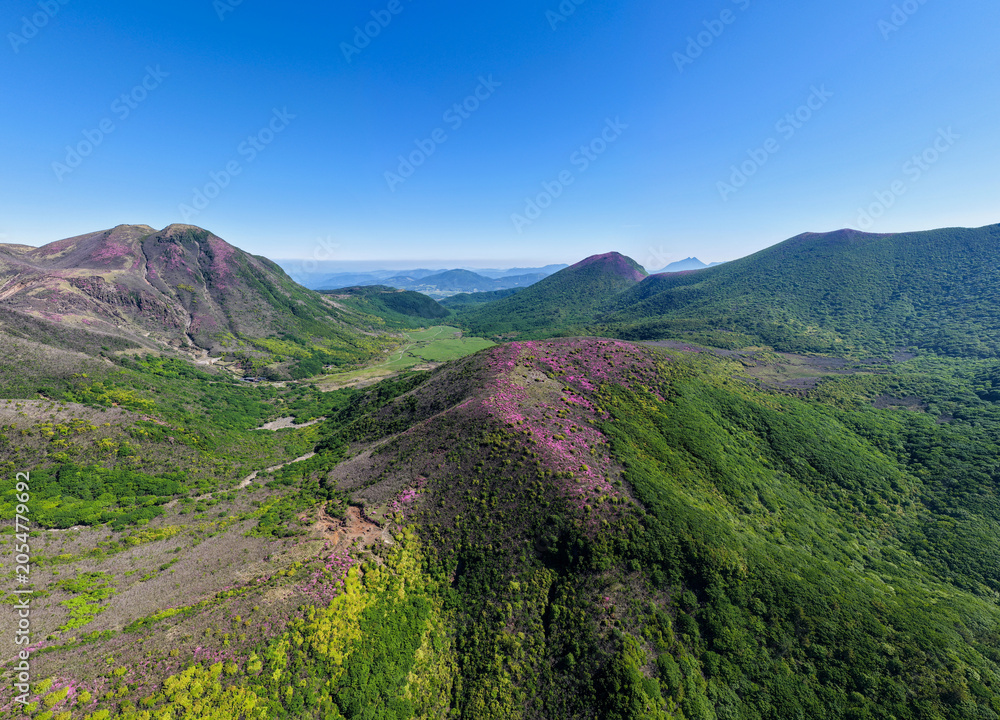 Fototapeta premium 初夏の久住高原 ミヤマキリシマ群生地の空撮風景