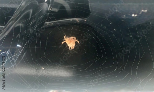 Slika na platnu Spider web