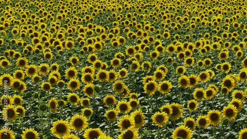 A breathtaking view of a vast field of blooming sunflowers. Thousands of bright yellow flowers create a stunning natural pattern, symbolizing summer, warmth, and a bountiful harvest.