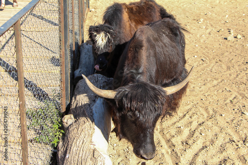 Fotografie Yak standing in an outdoor zoo enclosure, showcasing a large domesticated bovine