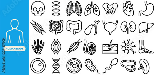 Foto Skeleton Bone and Muscle System outline icon set