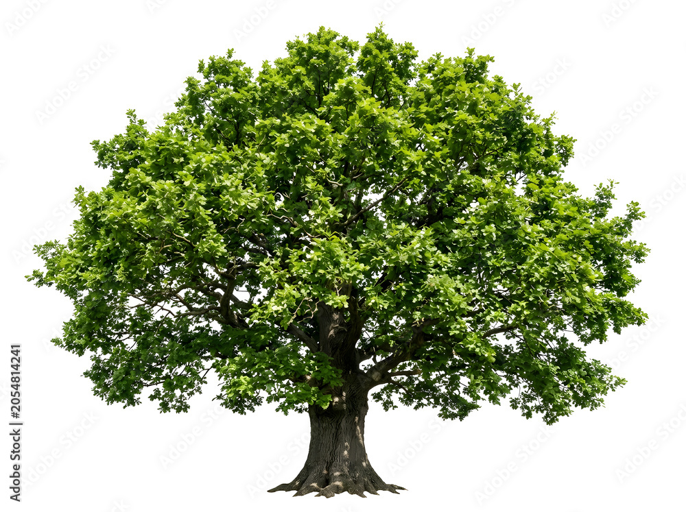 Obraz premium Botanical Oak Tree Illustration PNG with Dense Green Canopy for Landscape and Nature Design