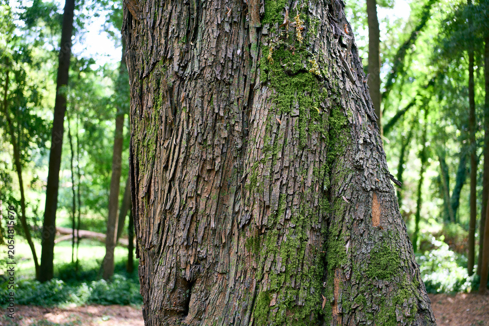 Obraz premium Detailed close view of a forest tree trunk