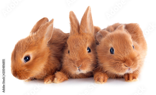 Fotografia young rabbit fauve de Bourgogne