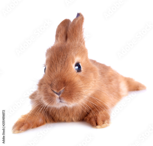 Fotografia young rabbit fauve de Bourgogne