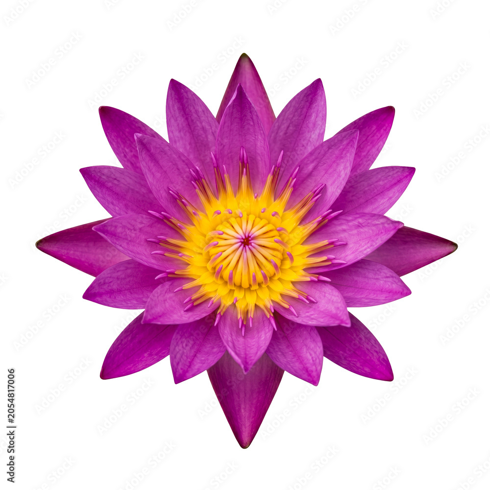 Obraz premium One Pink Water Lily Flower Isolated on Transparent Background