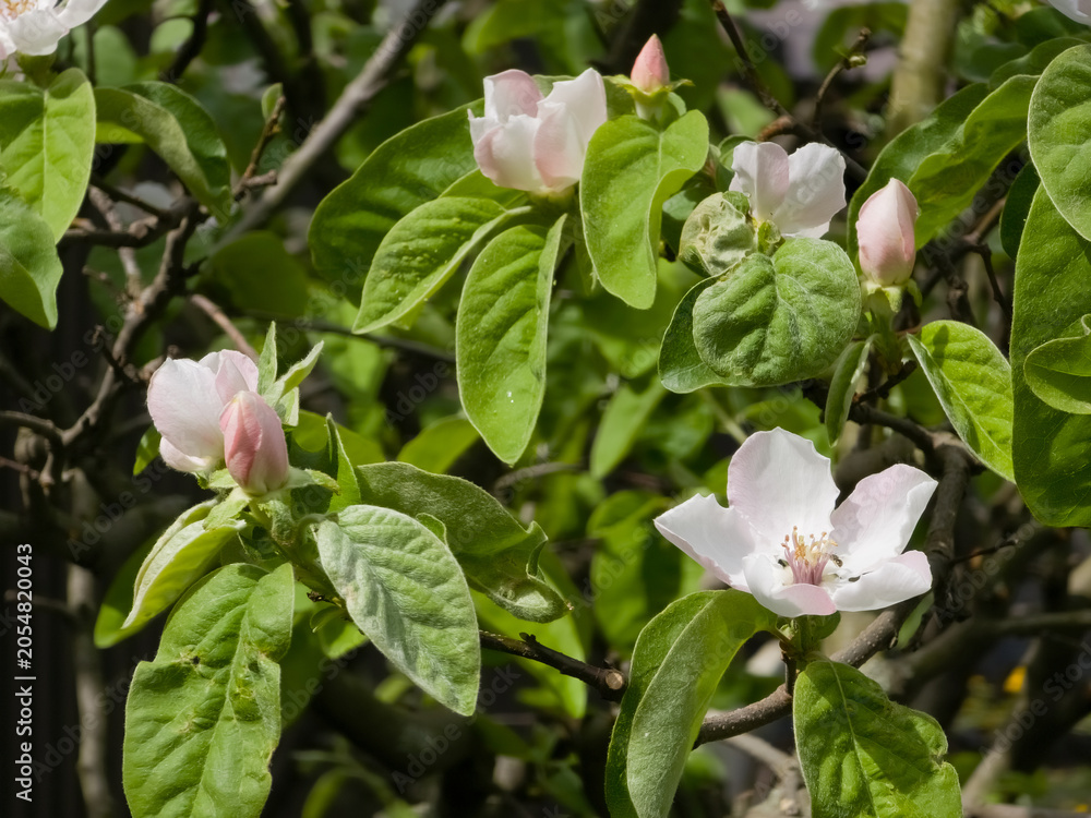 Obraz premium Close-up photo of delicate white and pale pink quince blossoms (Cydonia oblonga) blooming among lush green leaves and woody branches during spring.