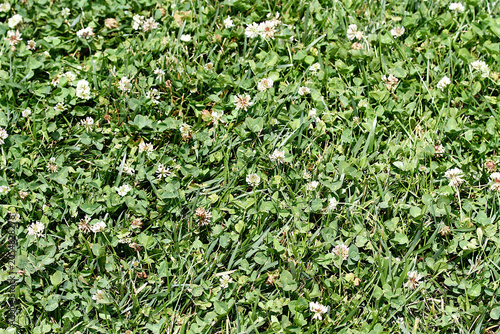 Foto Hierba, césped verde flor blanca y prado naturaleza tapiz vegetal pasto campo