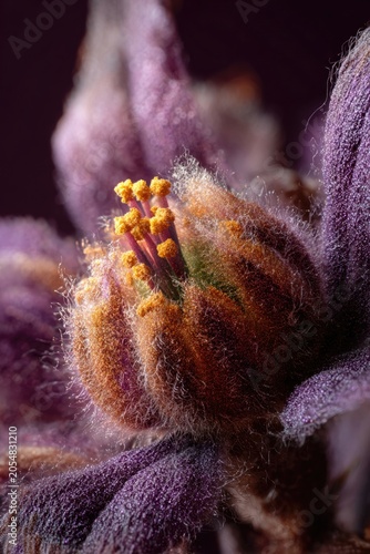 Velvet texture close-up of teddy bear bee on fuzzy mullein, tactile illusion