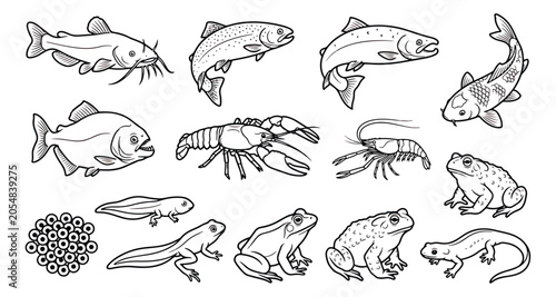 Фотография Freshwater aquatic animals line art set, fish and amphibian icons, 15 vector ill