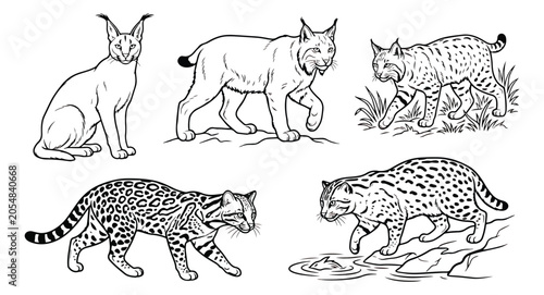Photography Wild cat line art collection, 5 wildcat species vector set, caracal and lynx col