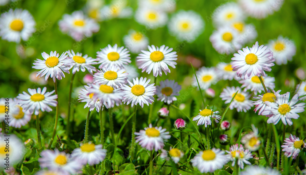Obraz premium White small daisies blooming on grass background