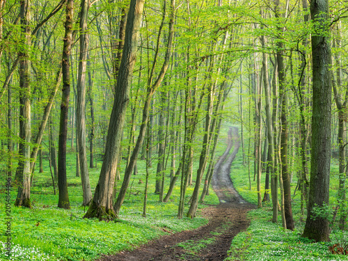Footpath through natural green forest in early spring