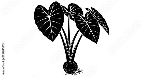 black and white