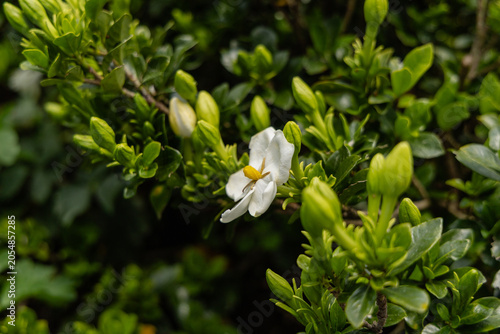 Photos White Blossom Among Green Leafy Flower Buds