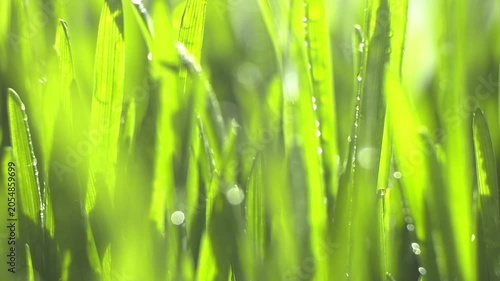 Close-up of vibrant green grass blades with dew drops. Sunlight highlights fresh morning moisture. Blurred background enhances focus on blades. Natural, serene landscape scene. Ideal for eco, nature