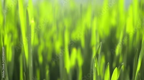 Close-up of vibrant green grass blades swaying gently. Sunlight filters through, creating soft highlights. Blades vary in height and direction. Background blurred for natural depth