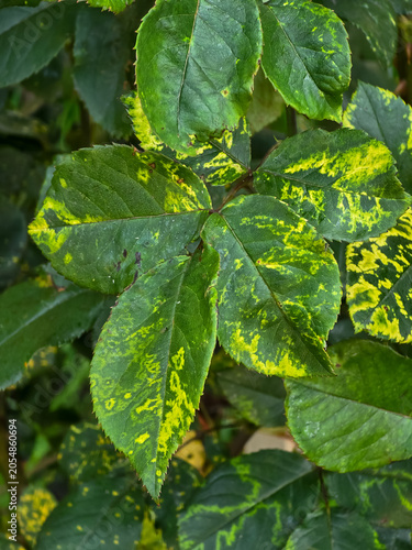 Rose foliage displaying bright yellow mosaic pattern symptoms caused by rose mosaic virus in a garden setting.