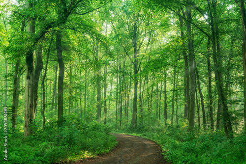 Wanderweg durch grünen Wald im Frühling, Sonnenstrahlen brechen durch Morgendunst
