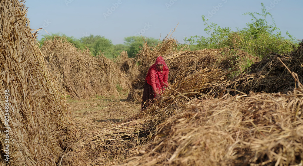 Naklejka premium Indian mature adult lady woman wear saree cover head standing do harvest field work rural area. Asian villager female worker collect dry grass stack jowar crop bunch day time ground place